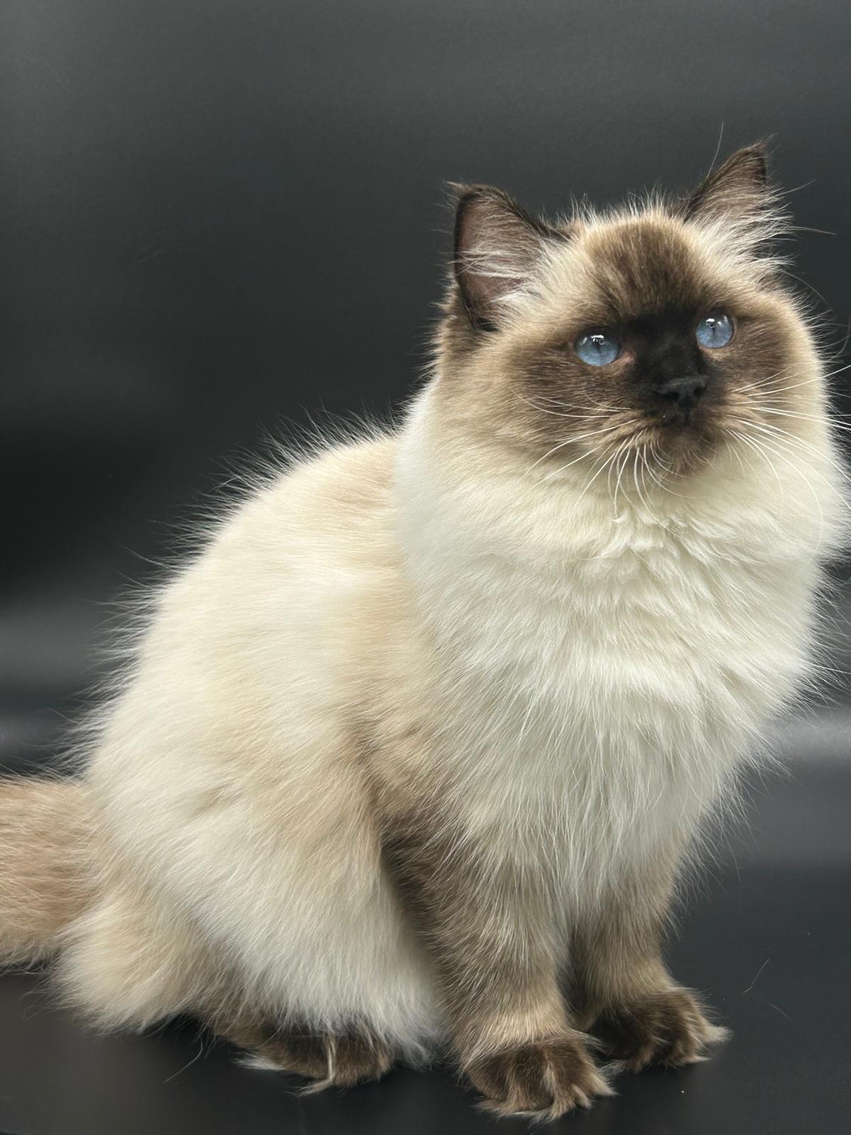 CH. Arina's Ragnia Esmeralda